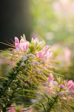 Renkli çiçeklerin arkaplan resmi