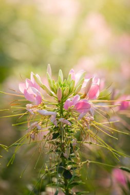 Renkli çiçeklerin arkaplan resmi