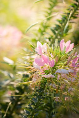 Renkli çiçeklerin arkaplan resmi