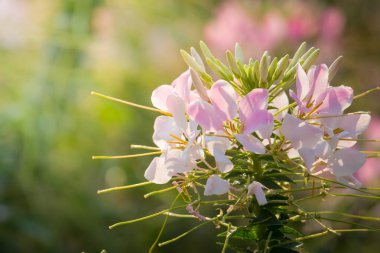 Renkli çiçeklerin arkaplan resmi