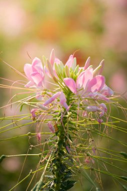 Renkli çiçeklerin arkaplan resmi