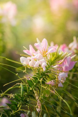 Renkli çiçeklerin arkaplan resmi