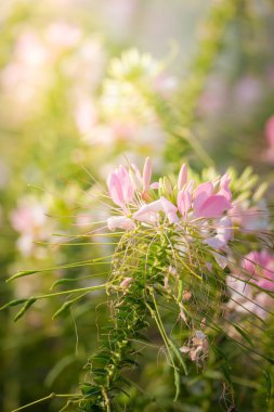 Renkli çiçeklerin arkaplan resmi