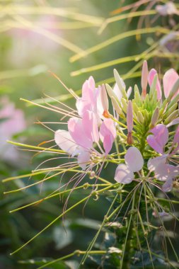 Renkli çiçeklerin arkaplan resmi