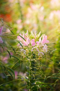Renkli çiçeklerin arkaplan resmi