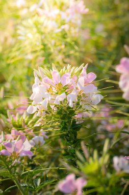 Renkli çiçeklerin arkaplan resmi