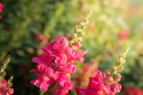 L'image de fond des fleurs colorées — Photo