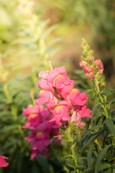 Renkli çiçeklerin arkaplan resmi