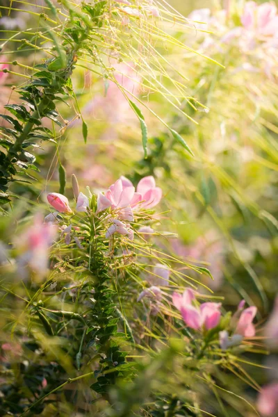 Renkli çiçeklerin arkaplan resmi