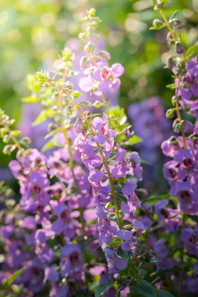 L'image de fond des fleurs colorées — Photo