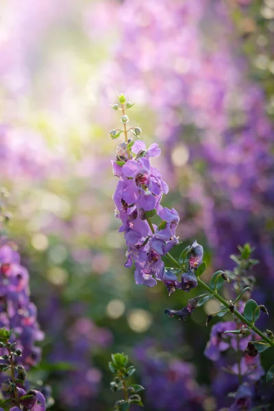 The background image of the colorful flowers — Stock Photo, Image