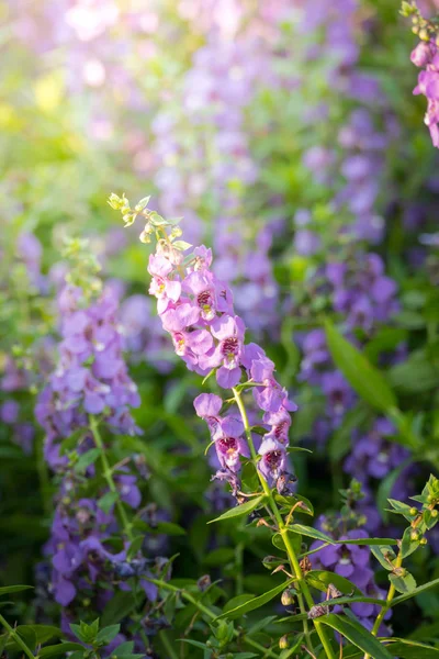 L'image de fond des fleurs colorées — Photo