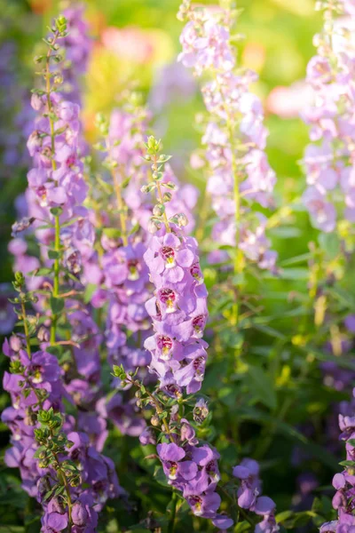 L'image de fond des fleurs colorées — Photo