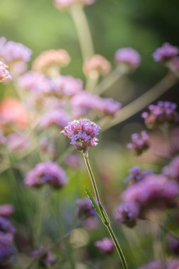 Renkli çiçeklerin arkaplan resmi