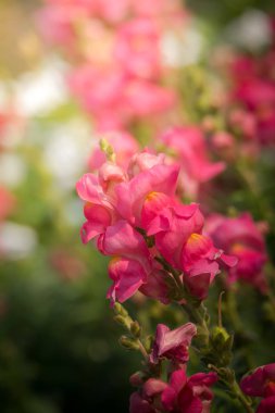 Renkli çiçeklerin arkaplan resmi