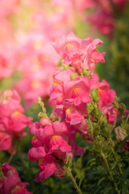 Renkli çiçeklerin arkaplan resmi