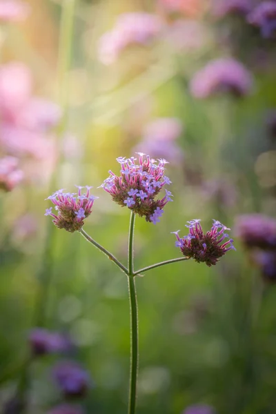 La imagen de fondo de las flores de colores — Foto de Stock