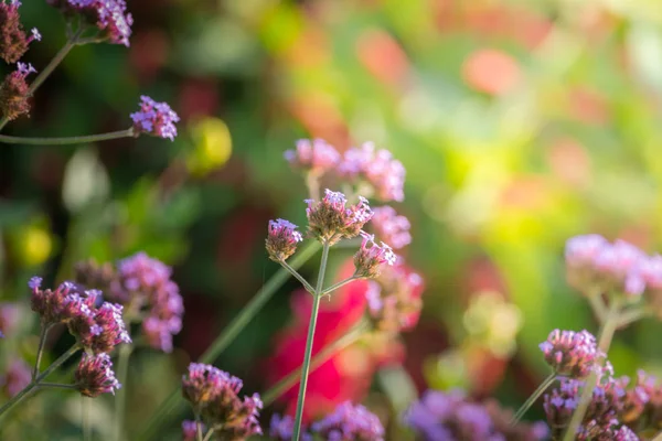 La imagen de fondo de las flores de colores — Foto de Stock