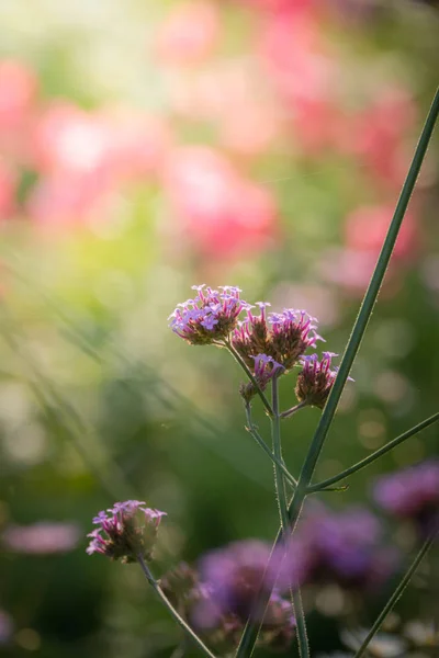 La imagen de fondo de las flores de colores — Foto de Stock