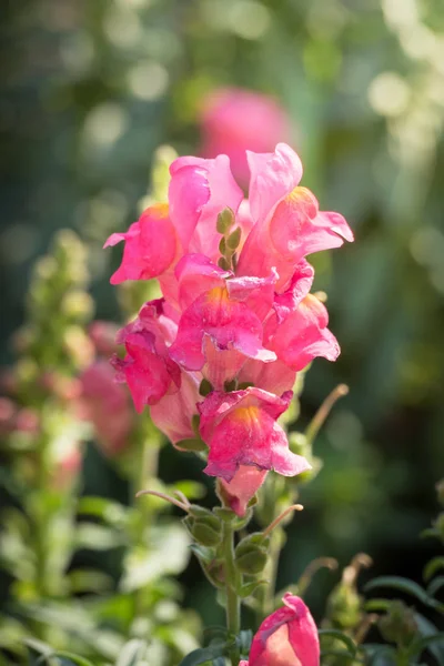 L'image de fond des fleurs colorées — Photo