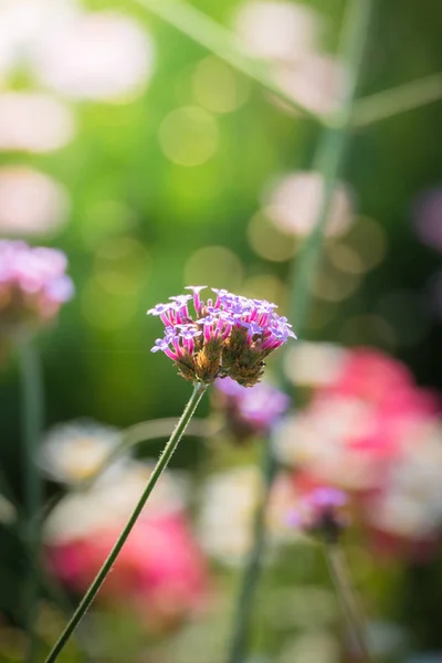 La imagen de fondo de las flores de colores — Foto de Stock