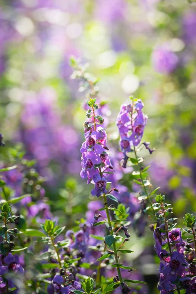 La imagen de fondo de las flores de colores — Foto de Stock