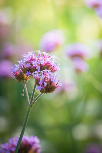 La imagen de fondo de las flores de colores — Foto de Stock