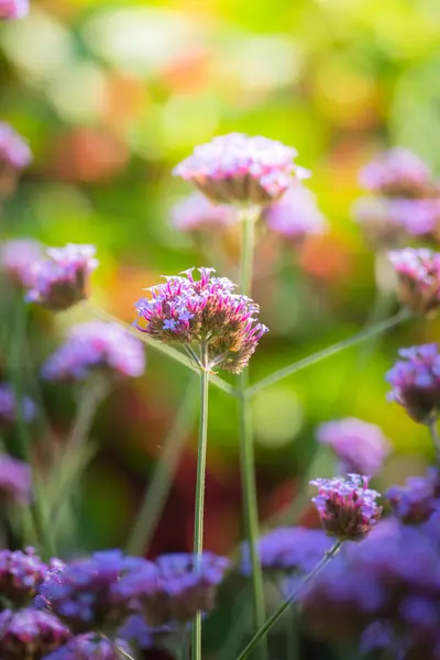 La imagen de fondo de las flores de colores — Foto de Stock