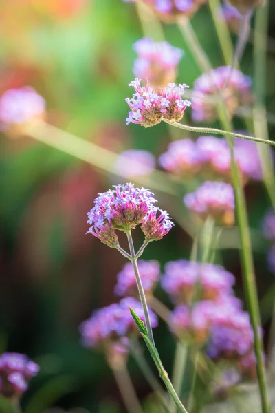 La imagen de fondo de las flores de colores — Foto de Stock