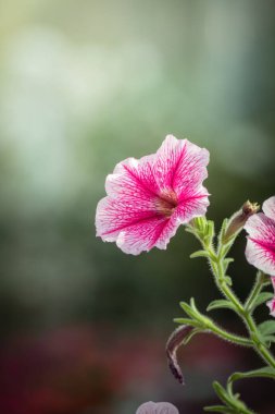 Renkli çiçeklerin arkaplan resmi