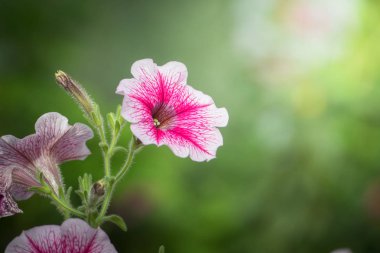 Renkli çiçeklerin arkaplan resmi