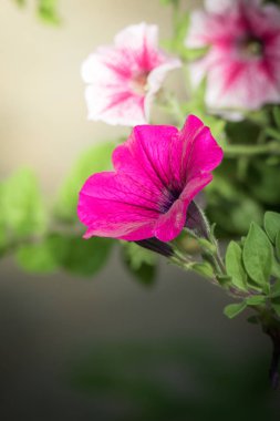 Renkli çiçeklerin arkaplan resmi