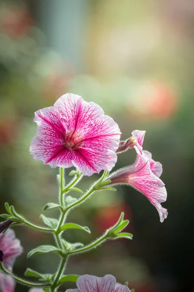 La imagen de fondo de las flores de colores — Foto de Stock