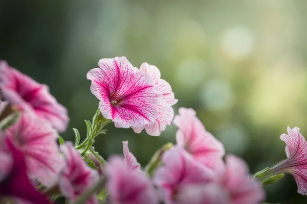 色とりどりの花の背景イメージ — ストック写真