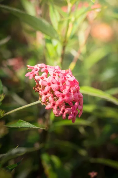 Das Hintergrundbild der bunten Blumen — Stockfoto