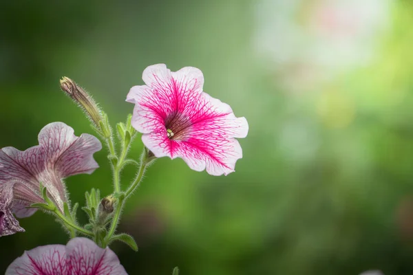 色とりどりの花の背景イメージ — ストック写真