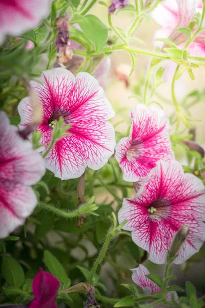 A imagem de fundo das flores coloridas — Fotografia de Stock