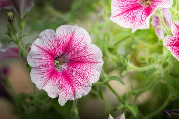 色とりどりの花の背景イメージ — ストック写真