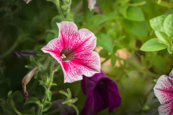 色とりどりの花の背景イメージ — ストック写真