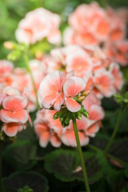 Renkli çiçeklerin arkaplan resmi