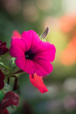 Renkli çiçeklerin arkaplan resmi