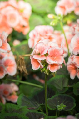 Renkli çiçeklerin arkaplan resmi