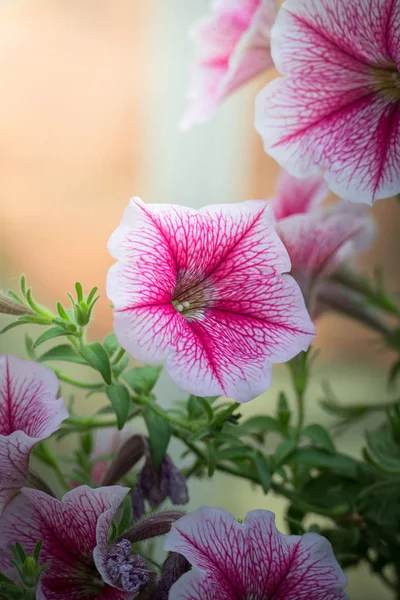 色とりどりの花の背景イメージ — ストック写真