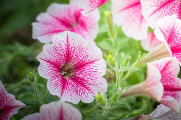 Obrázek pozadí barevných květin — Stock fotografie
