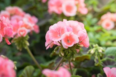 Renkli çiçeklerin arkaplan resmi