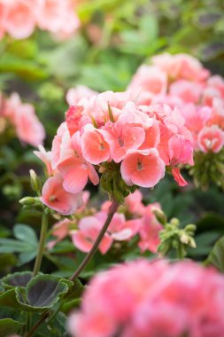 Renkli çiçeklerin arkaplan resmi