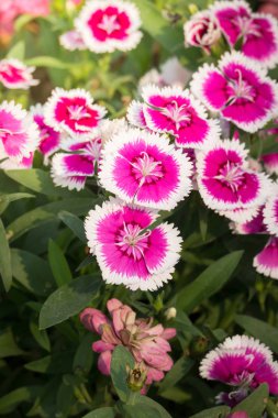 Renkli çiçeklerin arkaplan resmi