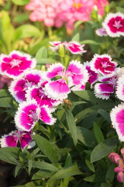 Renkli çiçeklerin arkaplan resmi