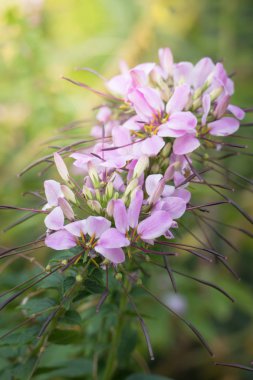 Renkli çiçeklerin arkaplan resmi