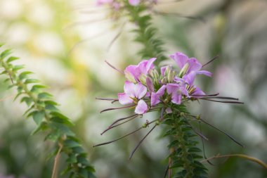 Renkli çiçeklerin arkaplan resmi